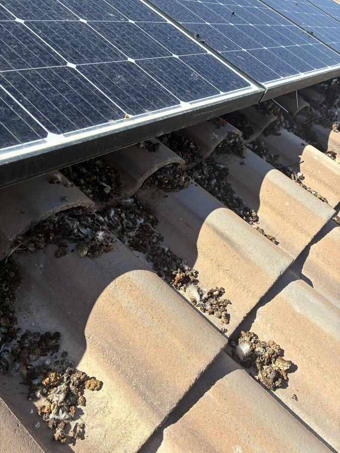 Pigeon mess around solar panels, before