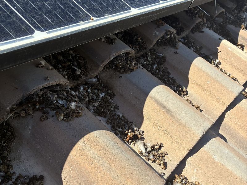 Bird debris packed under solar panels before cleanup